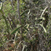 Leptocereus quadricostatus - Photo (c) Logan Crees,  זכויות יוצרים חלקיות (CC BY-NC), הועלה על ידי Logan Crees