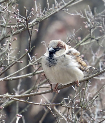 House Sparrow photographed in New Jersey