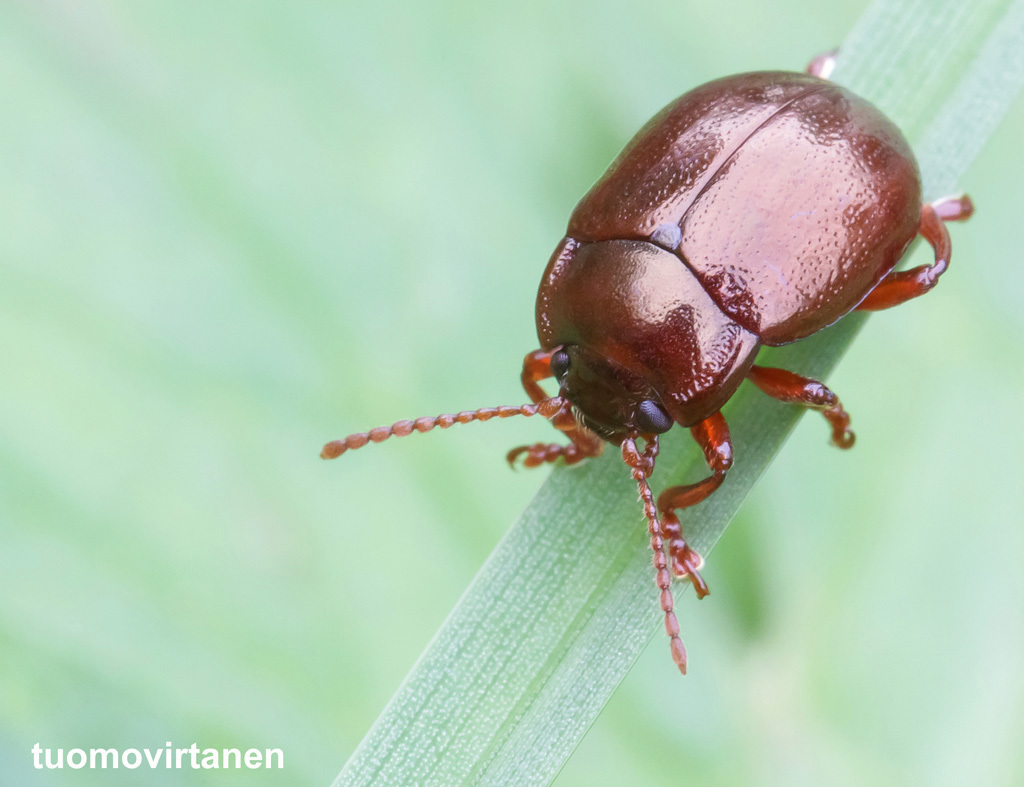brown leaf beetle