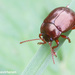 Brown Leaf Beetle - Photo (c) Tuomo Virtanen, some rights reserved (CC BY-NC), uploaded by Tuomo Virtanen