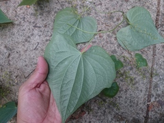 Dioscorea convolvulacea