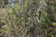 Leptocereus quadricostatus