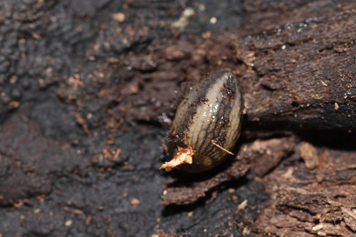 Warty Arion
