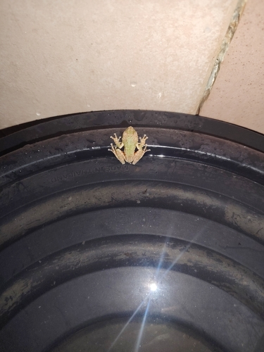 Kurixalus bisacculus observed 2026-03-14