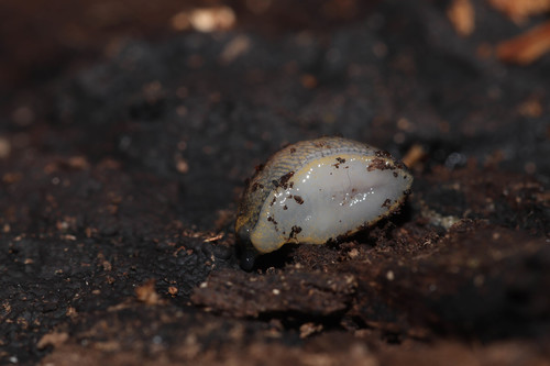 Warty Arion