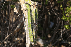 Leptocereus quadricostatus