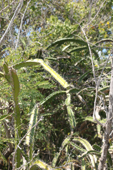 Leptocereus quadricostatus