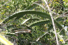 Leptocereus quadricostatus