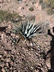 Agave simplex