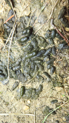 Southwestern Water Vole, photo 7 of 7