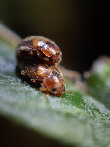 Round-keeled Rhyzobius