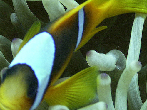 Red Sea Anemonefish — seen at this dive site
