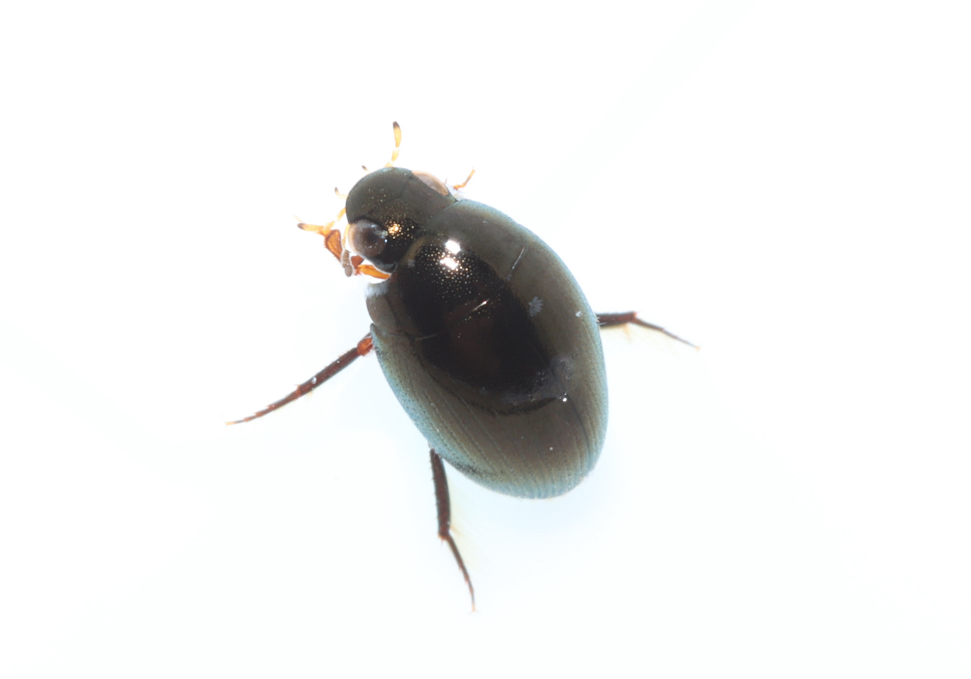 Regimbartia attenuata.
