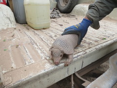 Cabassous chacoensis