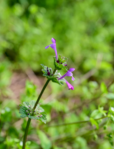henbit deadnettle