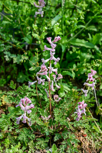 Corydalis edulis