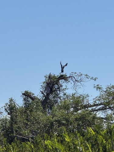 Little Blue Heron