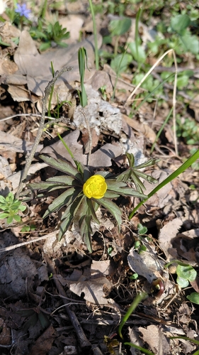 Yellow Anemone