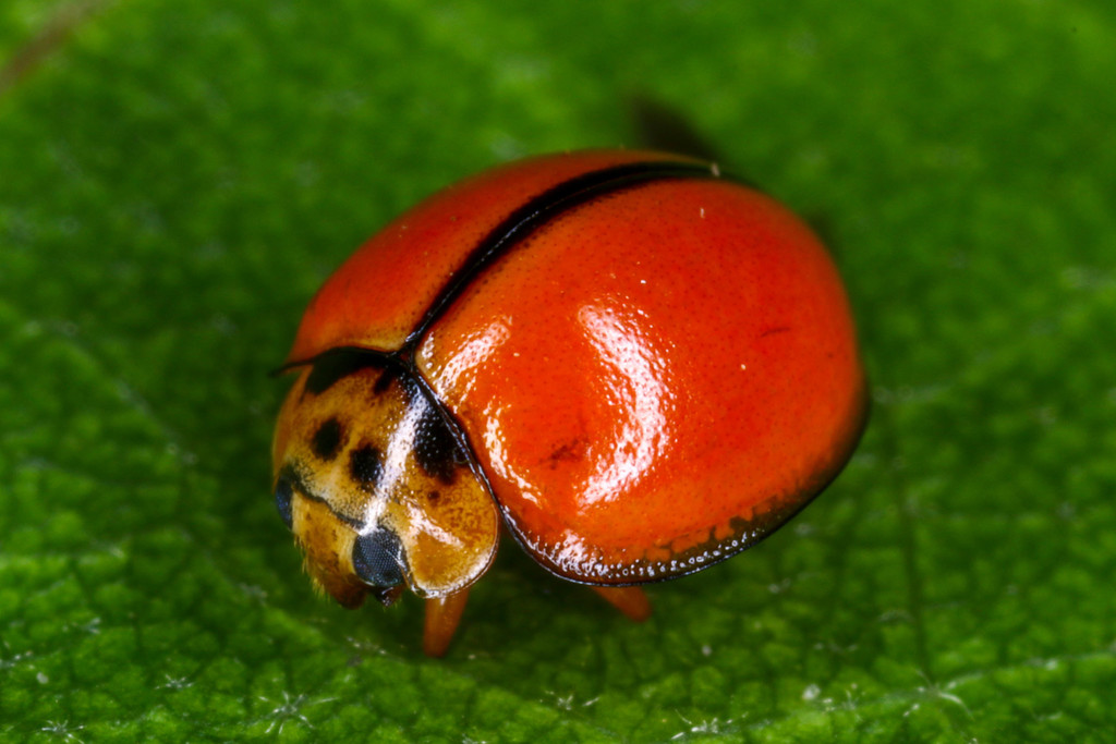 Discolored Lady Beetle