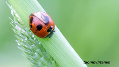 Coccinella quinquepunctata
