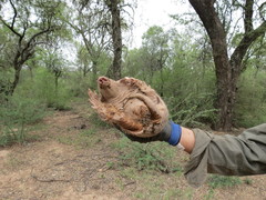 Cabassous chacoensis