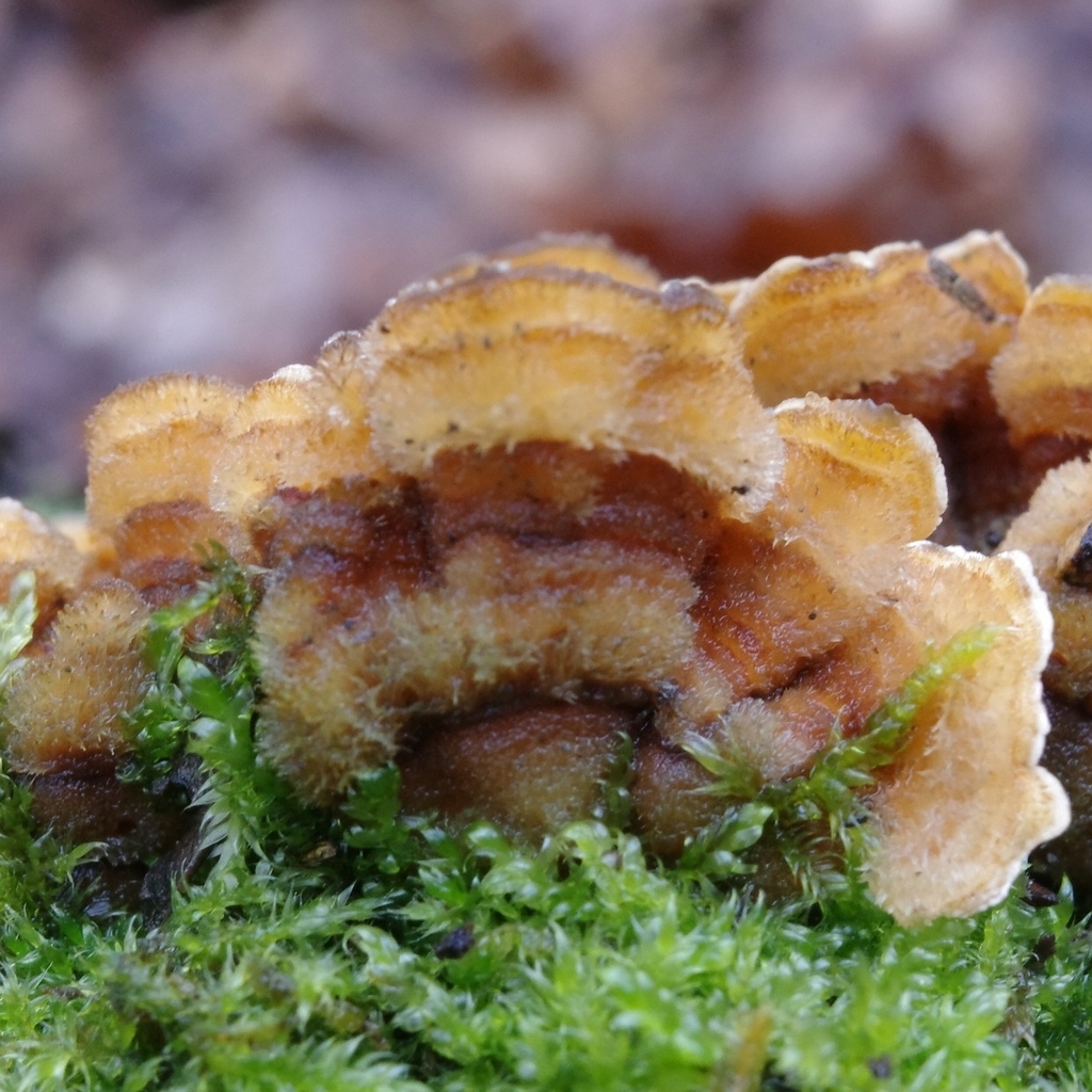 Stereum hirsutum · March 2026 · photo: © vincent_b (iNaturalist, cc-by)