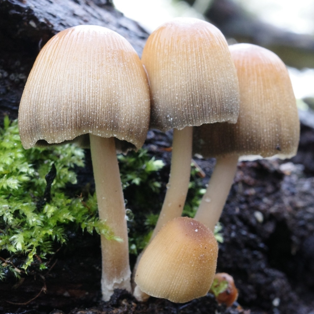 Micacei · March 2026 · photo: © vincent_b (iNaturalist, cc-by)