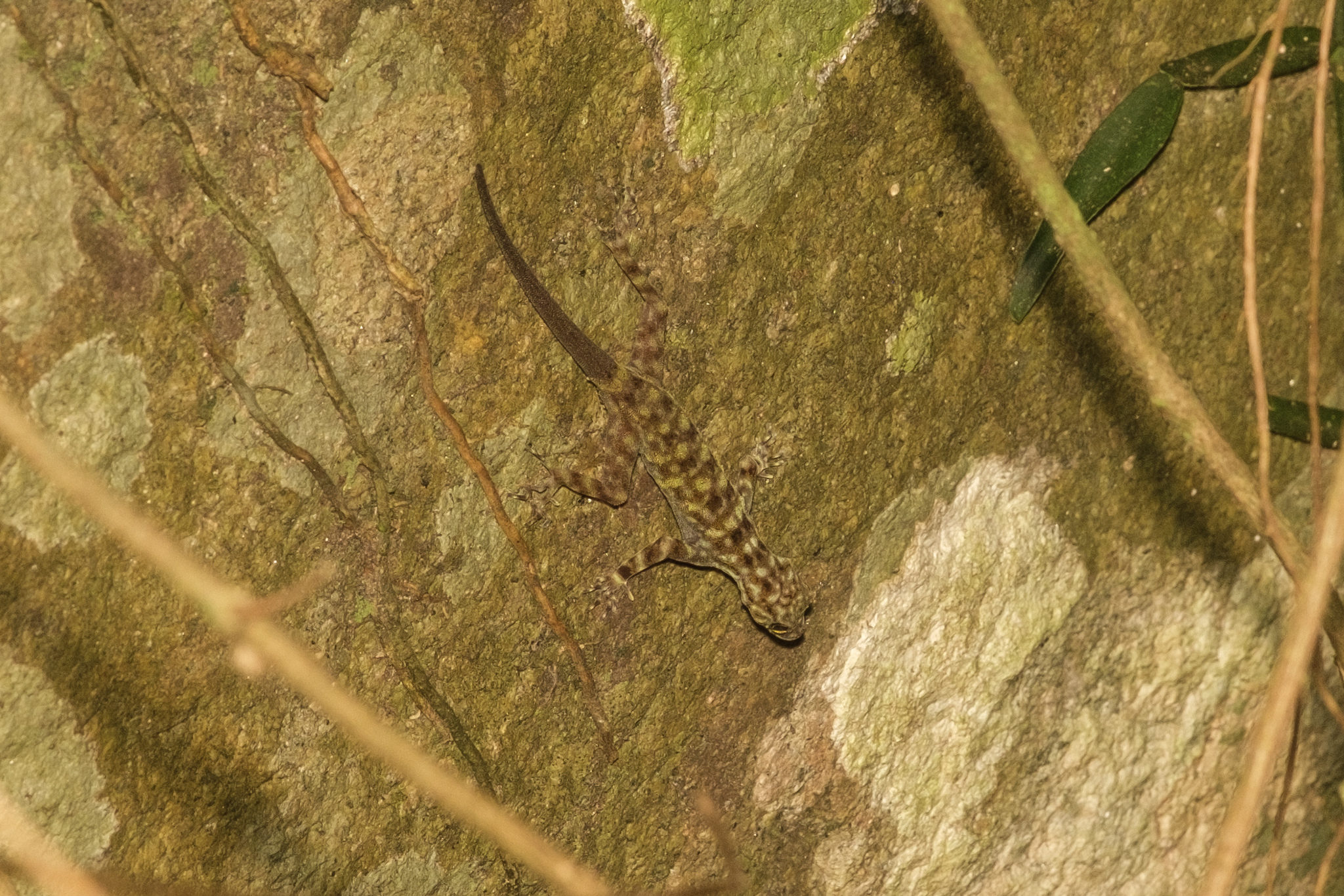 Tuc Dup Hill Rock Gecko