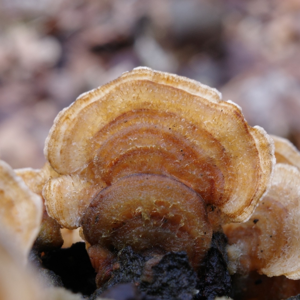 Trametes hirsuta · March 2026 · photo: © vincent_b (iNaturalist, cc-by)