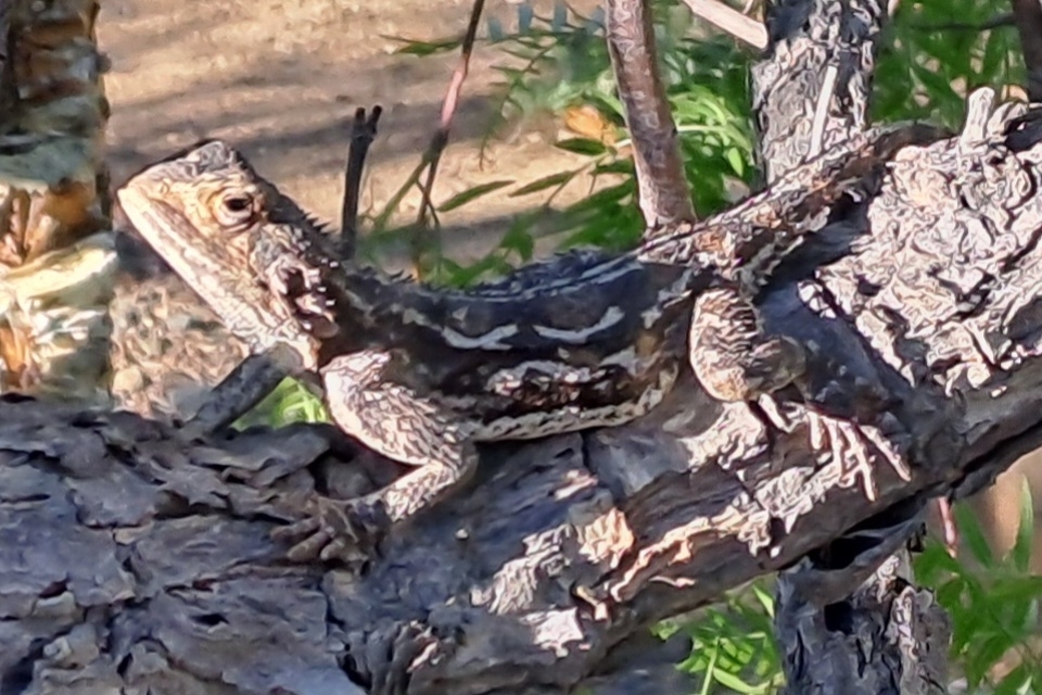 Agama aculeata Merrem, 1820