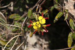 Stigmaphyllon emarginatum