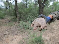 Cabassous chacoensis