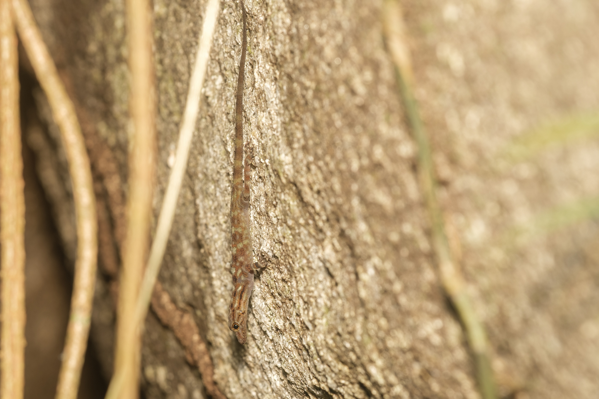 Tuc Dup Hill Rock Gecko photo 2