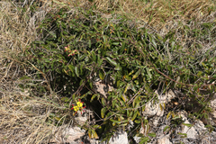 Stigmaphyllon emarginatum