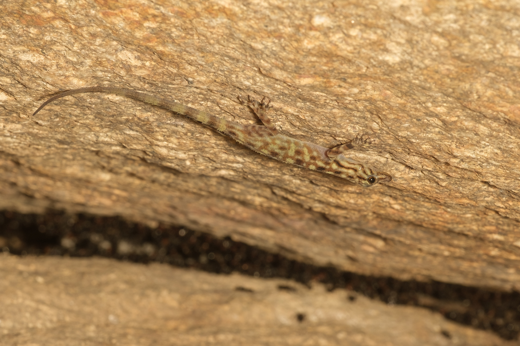 Tuc Dup Hill Rock Gecko photo 3