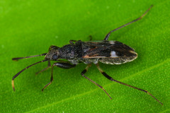 Heteroptera