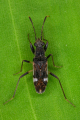Heteroptera