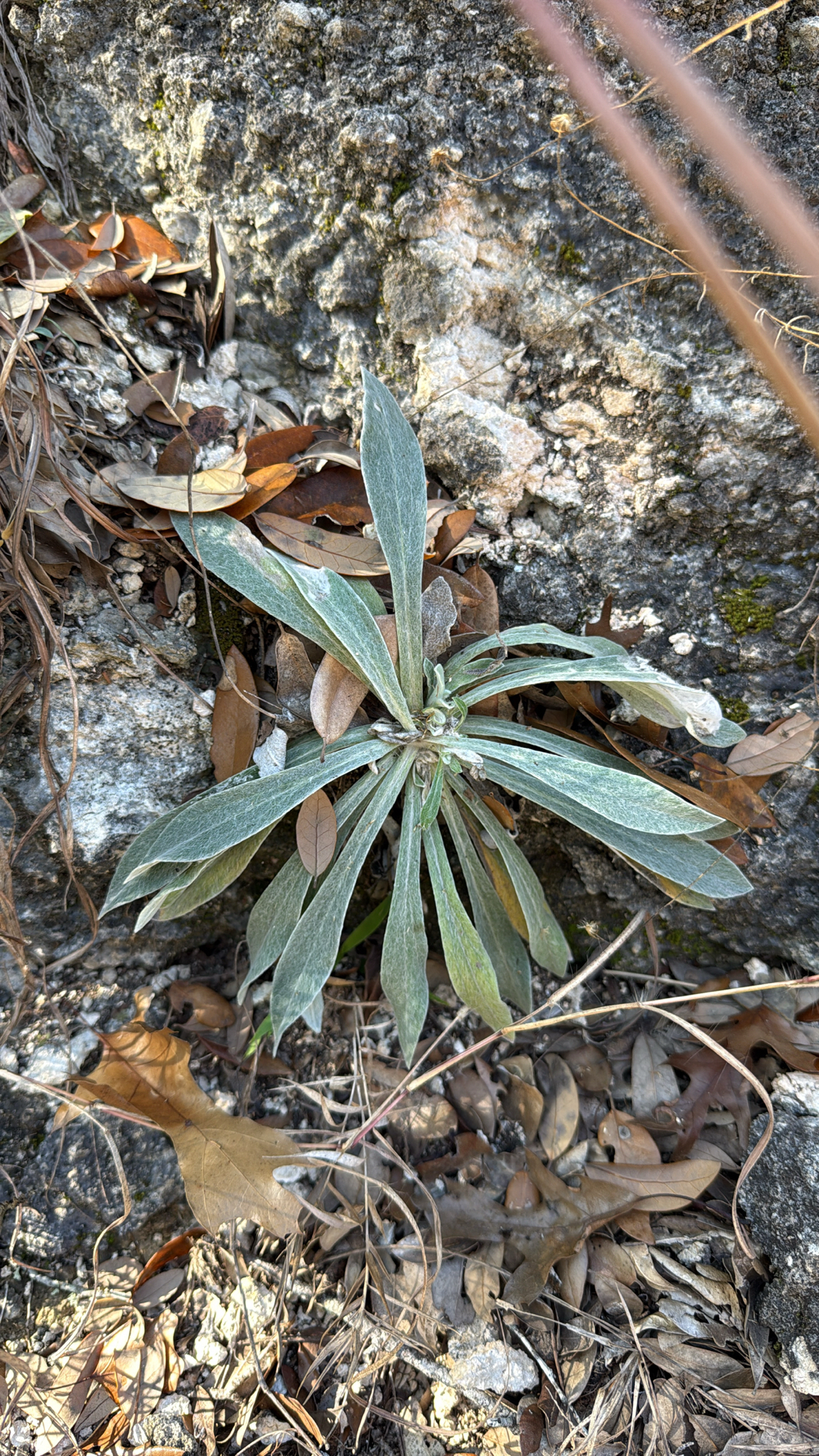 Wright's Cudweed (Pseudognaphalium canescens)