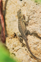 Sceloporus dugesii