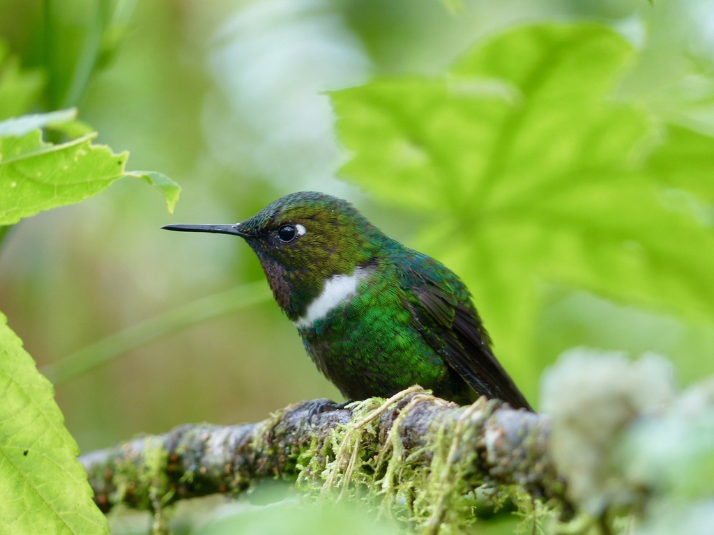 Gorgeted Sunangel photo