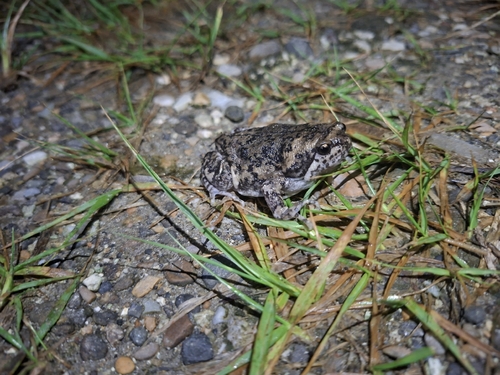 Kaloula baleata