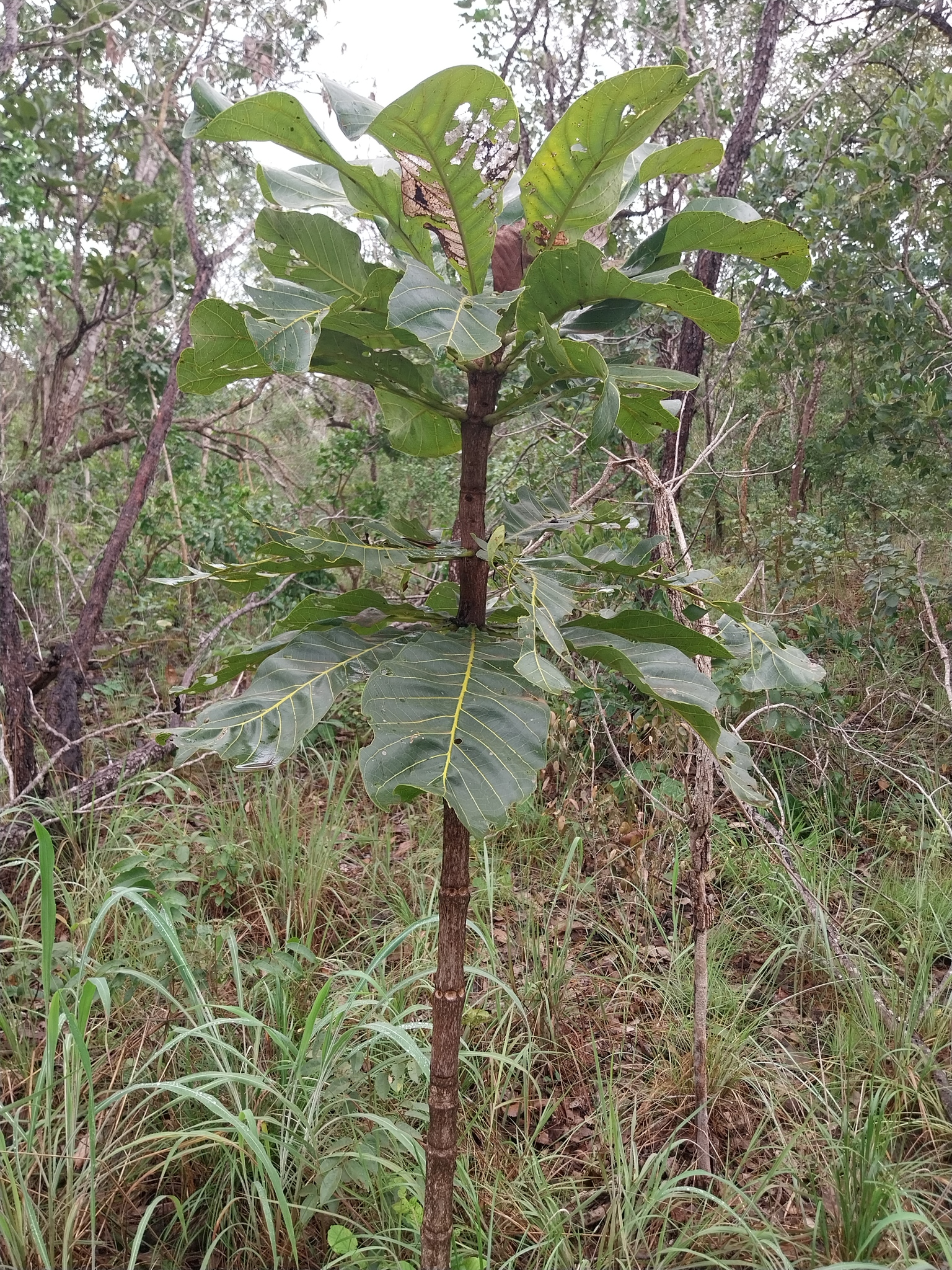 Salvertia convallariodora