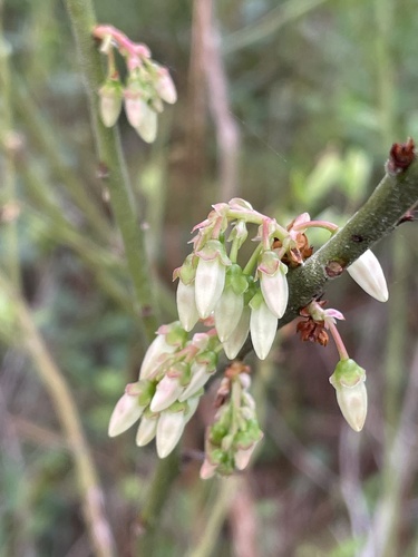 Black Highbush Blueberry (Vaccinium fuscatum)