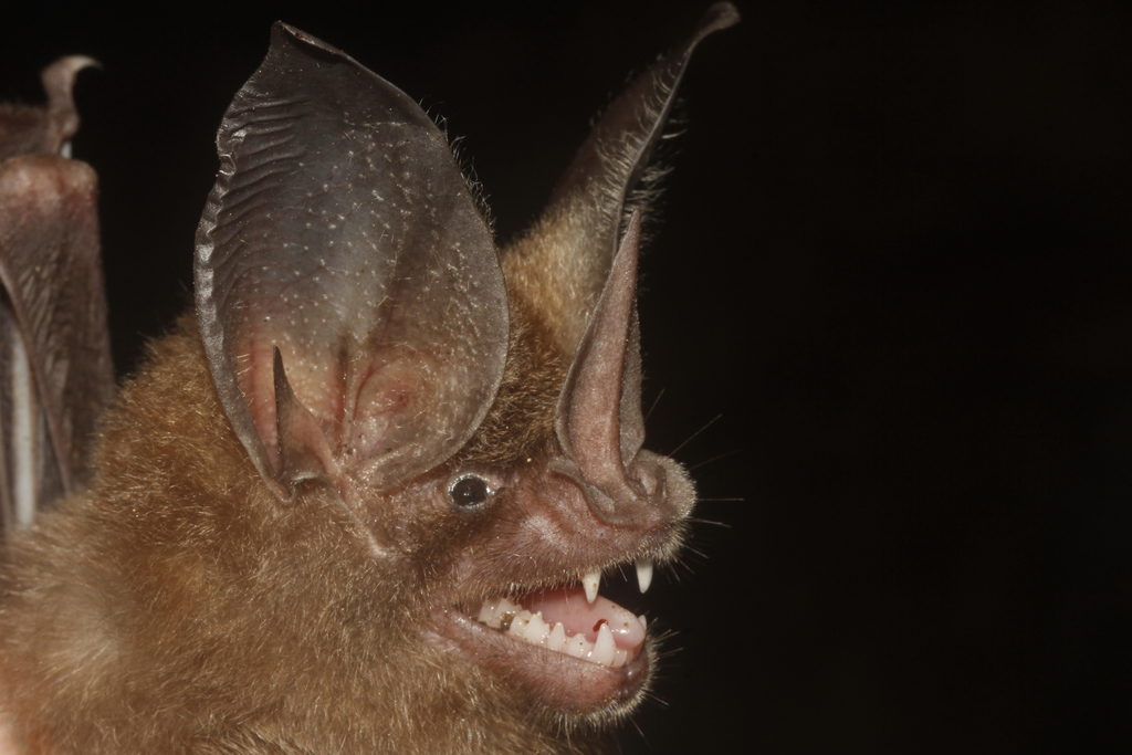 Cozumelan Golden Bat