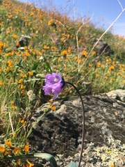 Dipterostemon capitatus