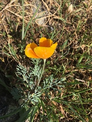 Eschscholzia californica