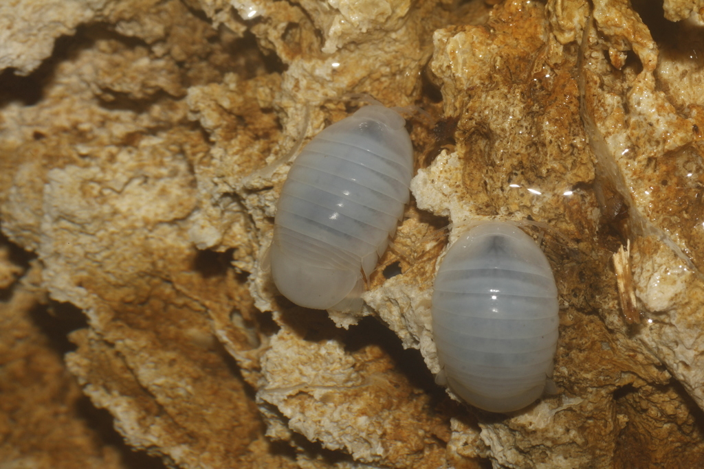 Creaseriella anops