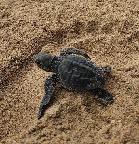 Lepidochelys olivacea