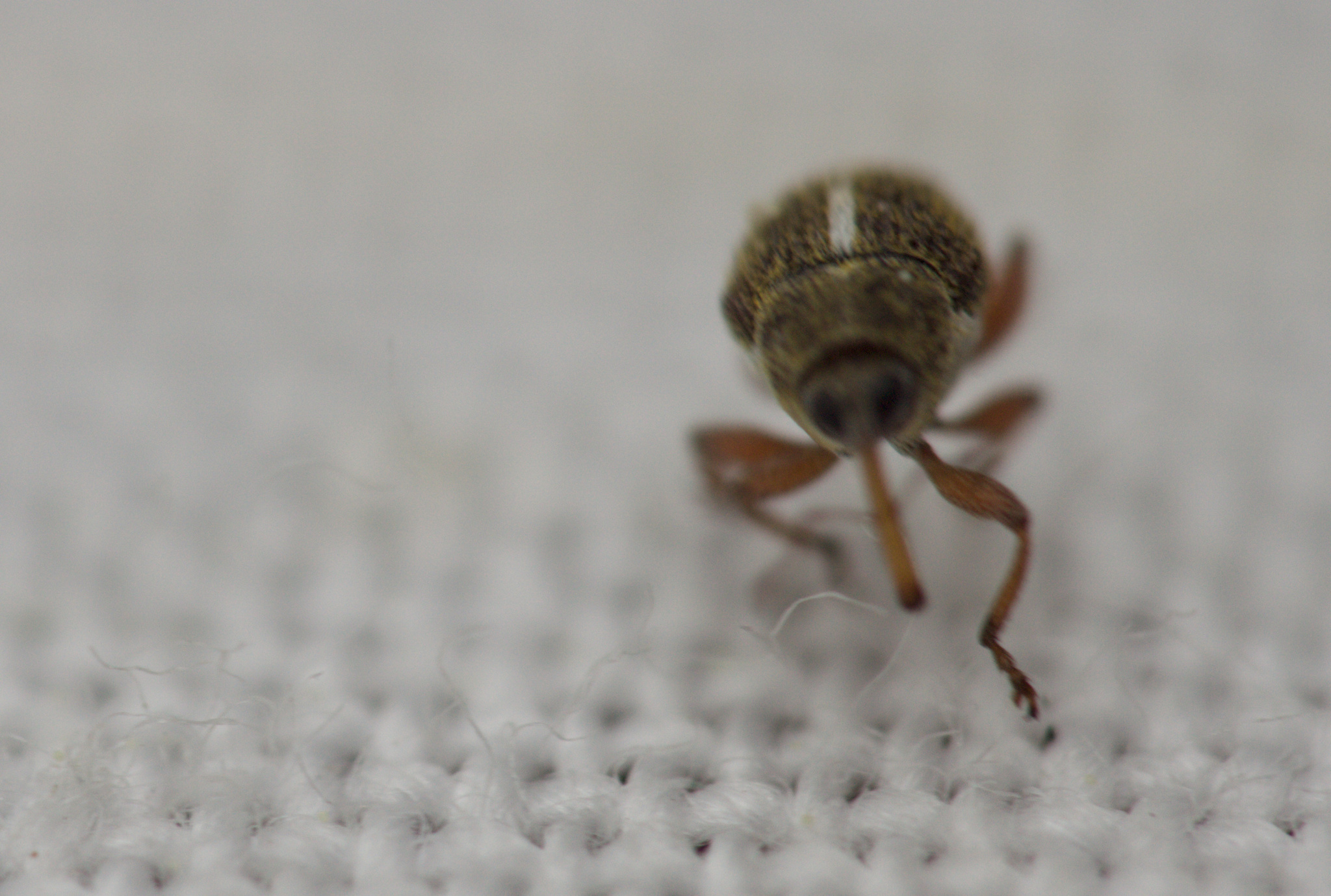 Micrelus ericae