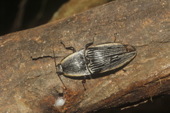 Chalcolepidius rugatus